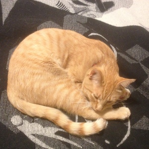 Fundraising Page: Tarkel Price